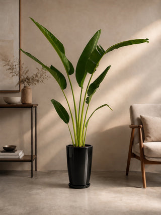 Travelers Palm 160-180cm in black Luma Tall Glossy ceramic pot, alternate angle