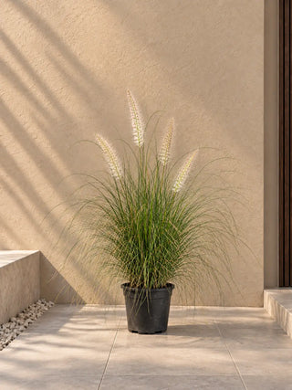 Pennisetum - Fountain Grass, product photo 1
