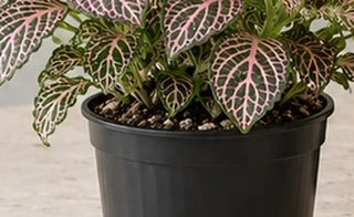 SG Care Macro — Fittonia Collection — botanical detail from product photo