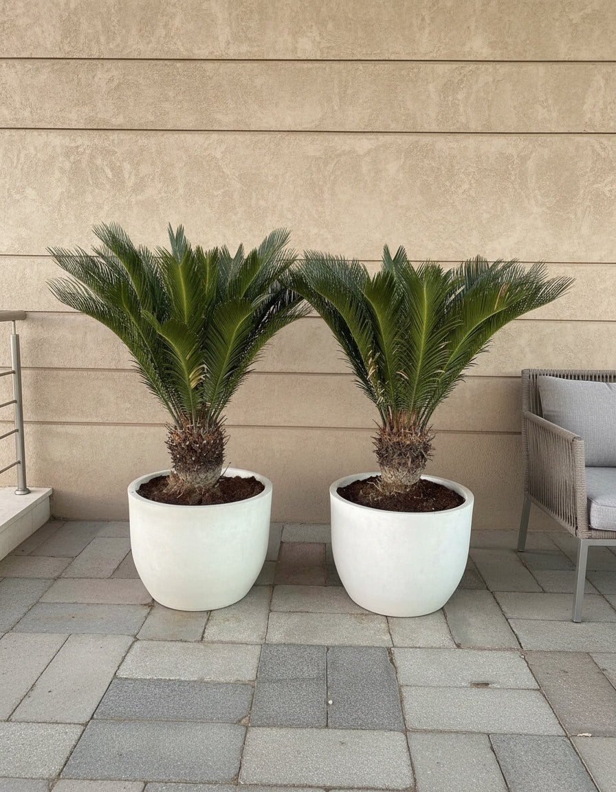 Sago Palm EACH - Fiber Pot