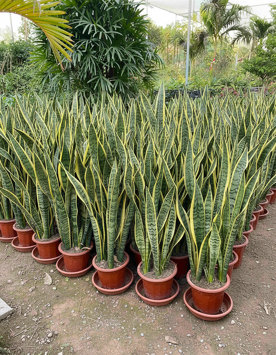 Sanseveria/Snake Plant - 2 pieces