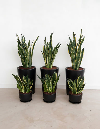 Sansevieria Ensemble - Snake Plant