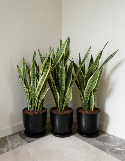 Set of 3 Snake Plants