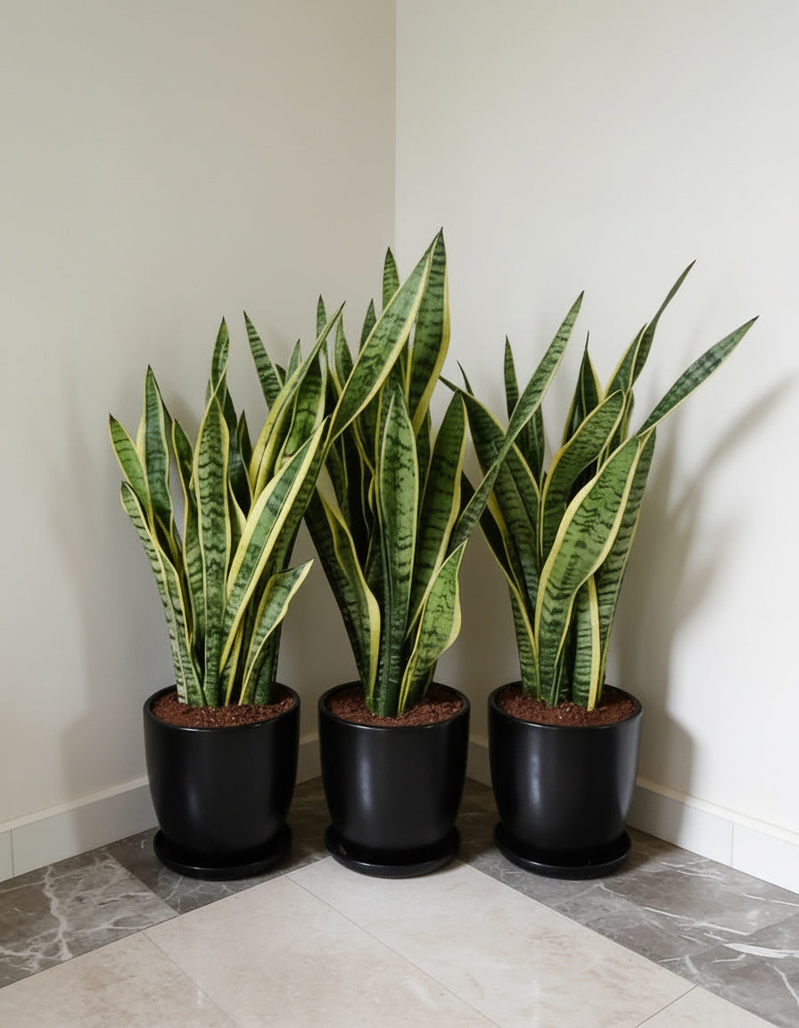Set of 3 Snake Plants