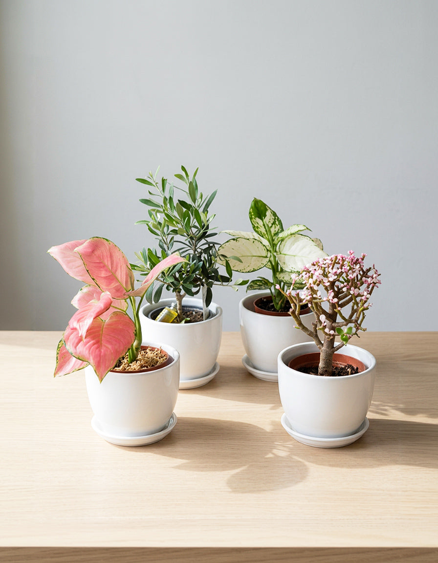 Set of 4 plants