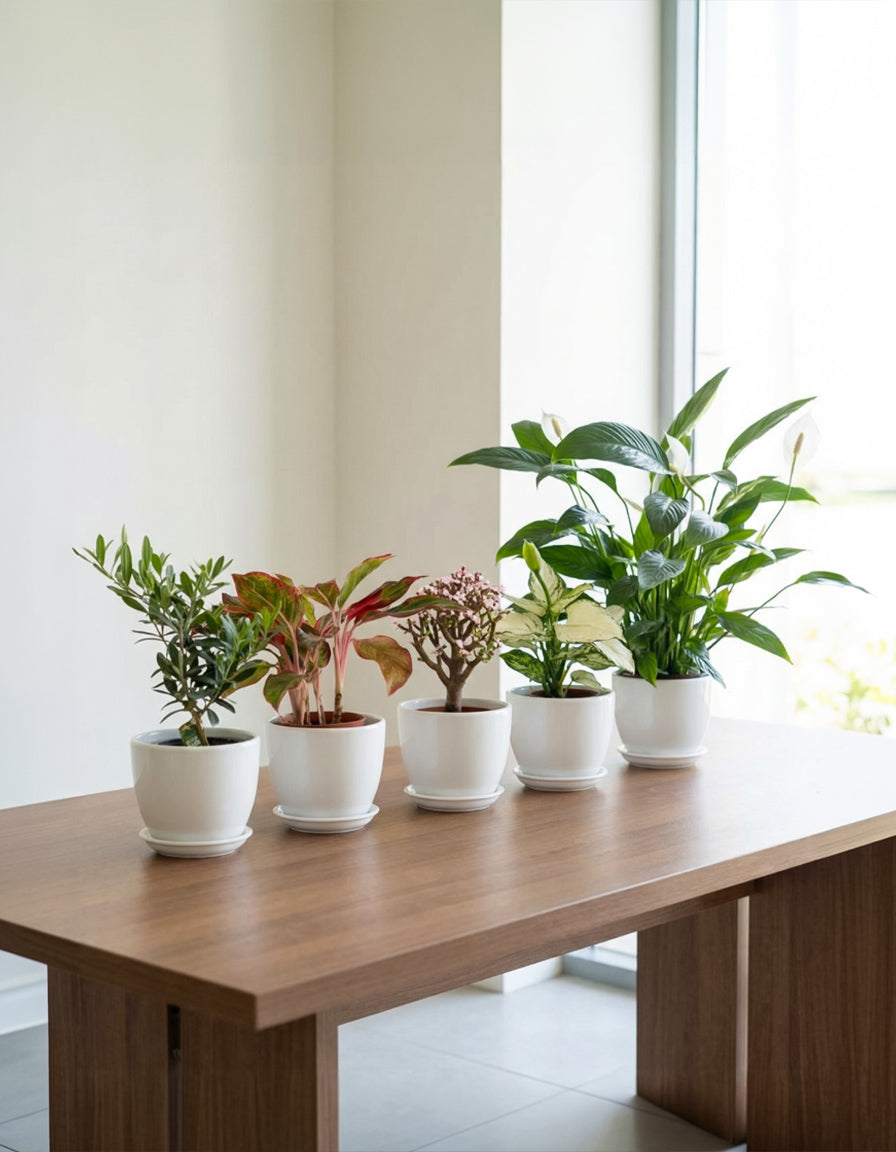 Set of 5 plants ( Pots Included )