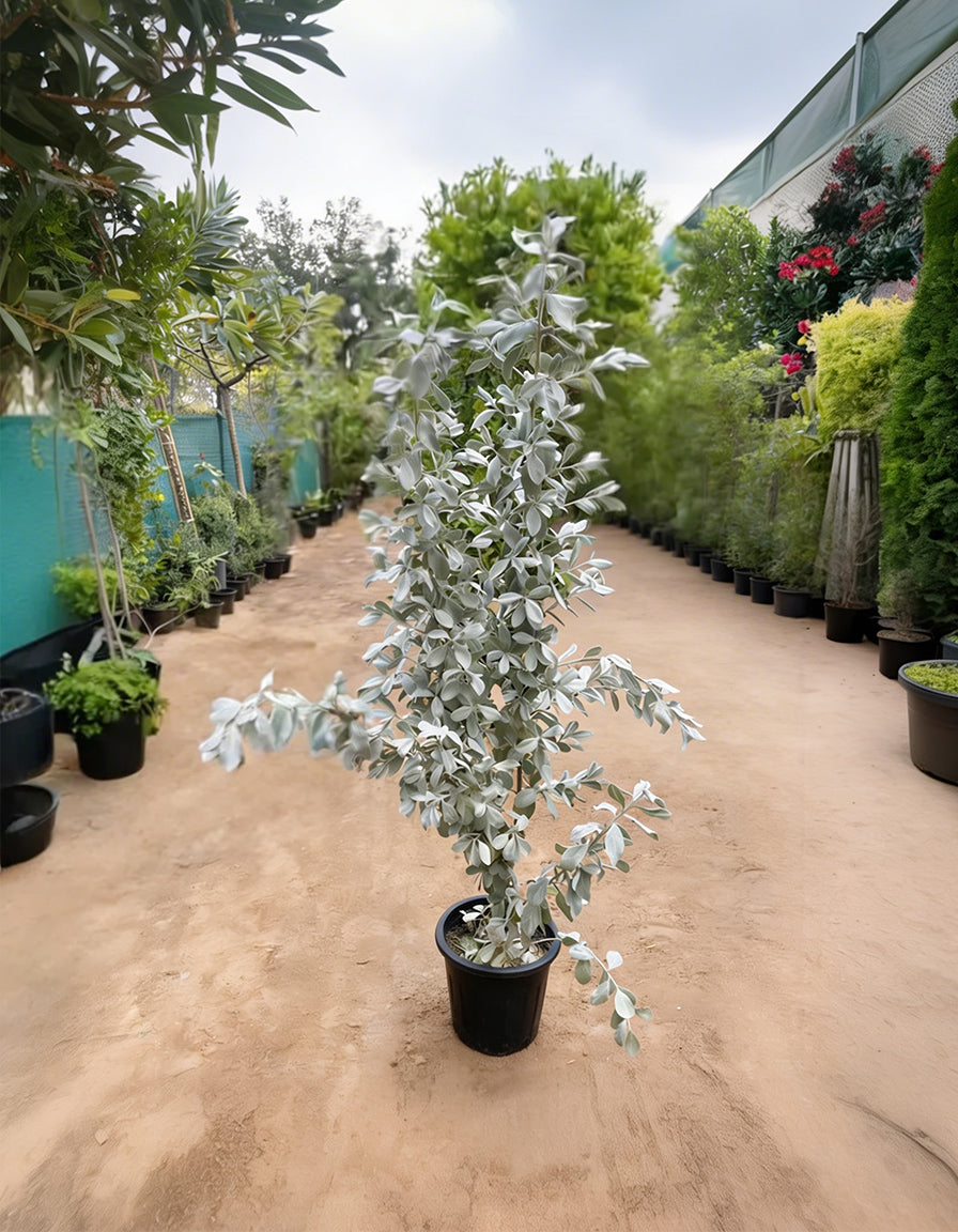 Silver Damas - Single