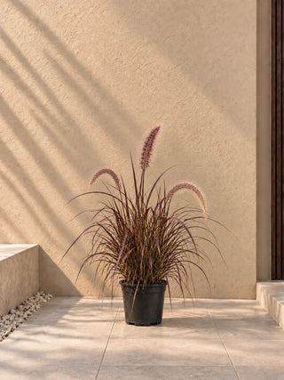 Red Pennisetum - Fountain Grass, product photo 1