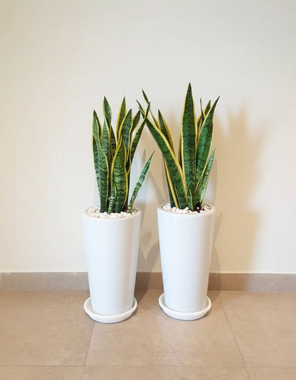 Snake Plant - Bundle of Two