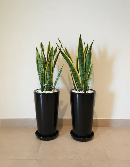 Snake Plant - Bundle of Two