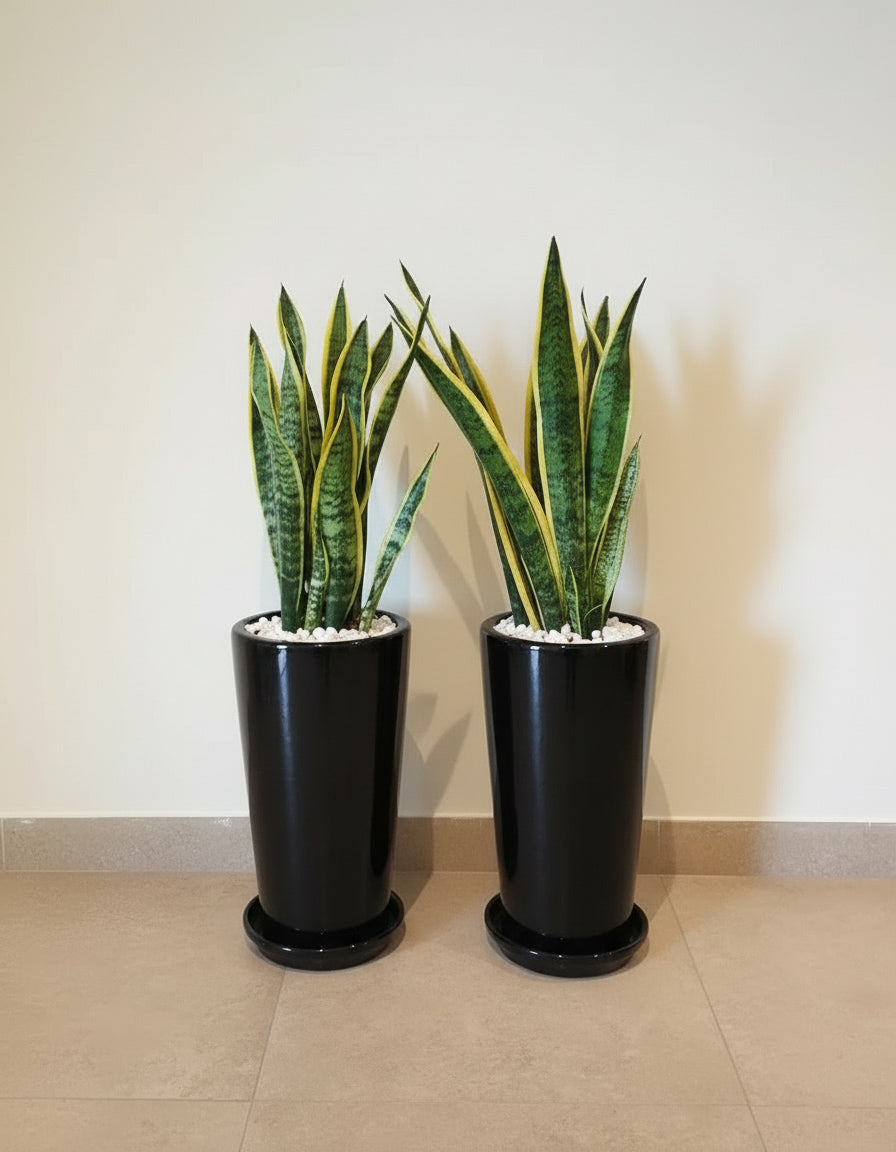 Snake Plant - Bundle of Two