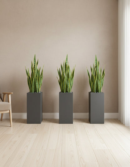 Snake Plant - Fiber Pot Each