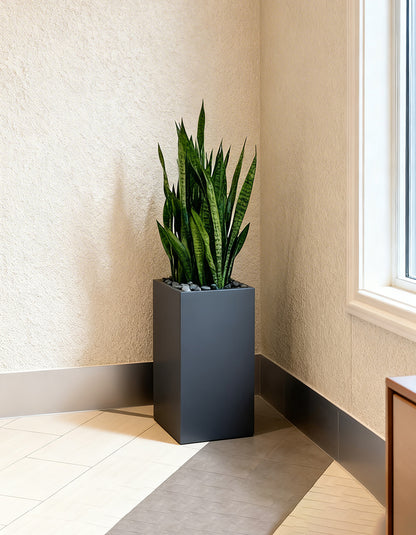 Snake Plant - Fiber Pot Each