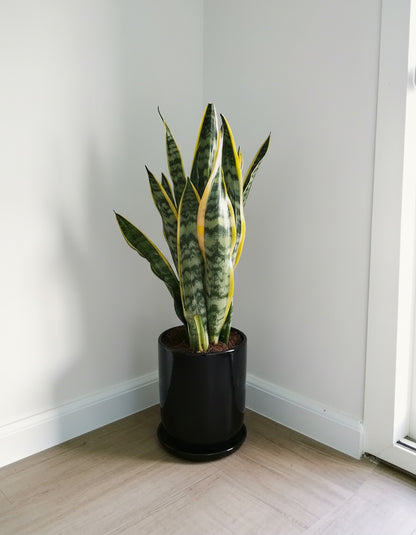 Snake Plant - Potted