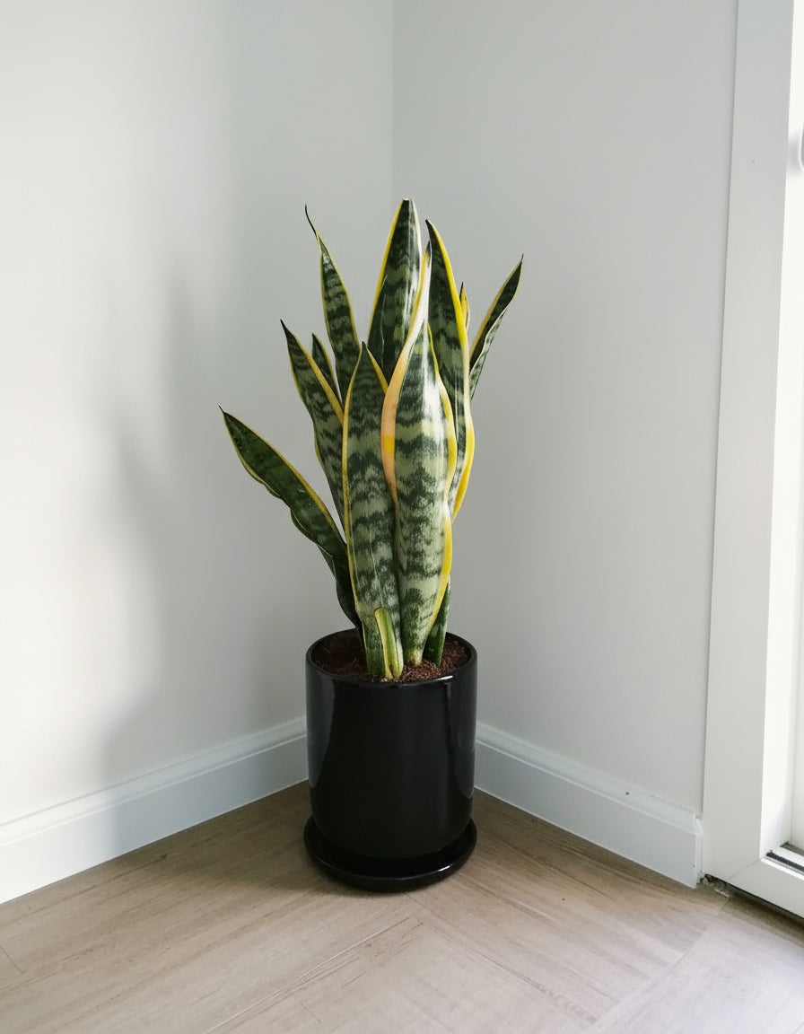 Snake Plant - Potted