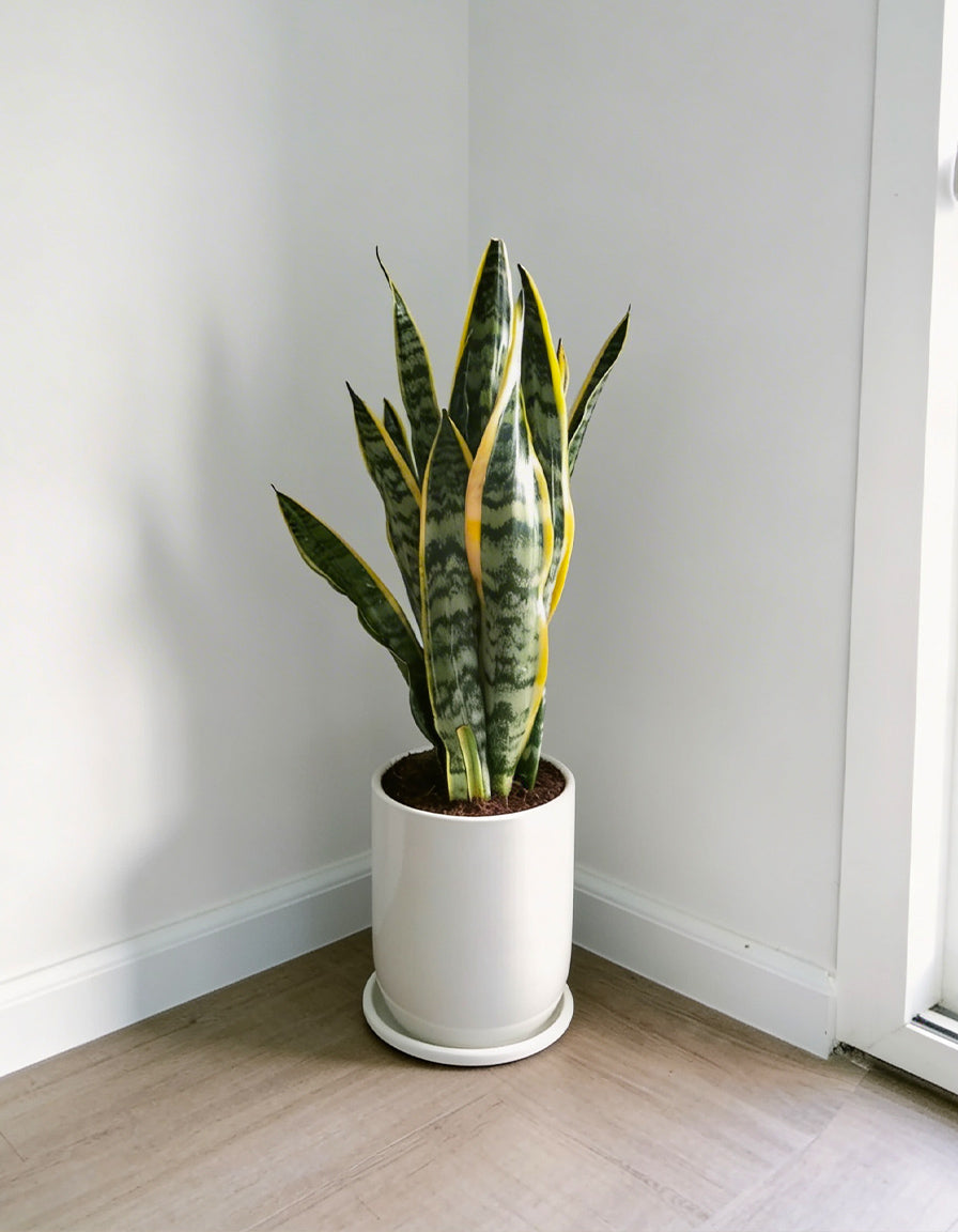 Snake Plant - Potted
