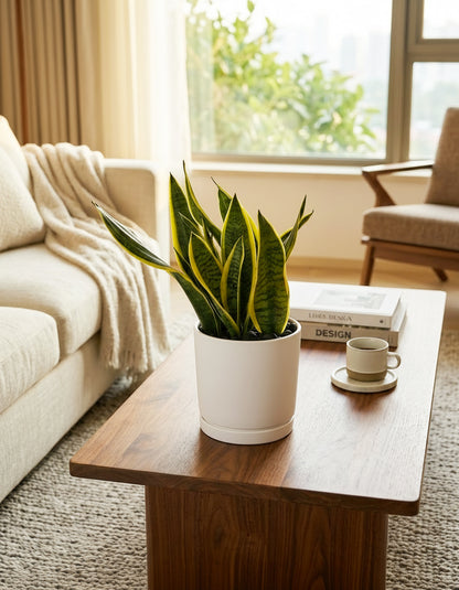 Snake Plant - Table Top