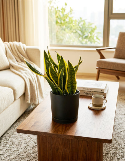 Snake Plant - Table Top