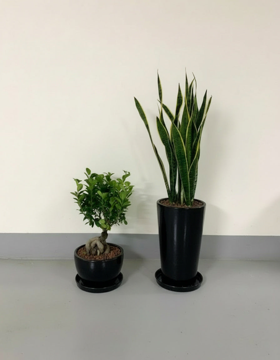 Snake & Bonsai Bundle