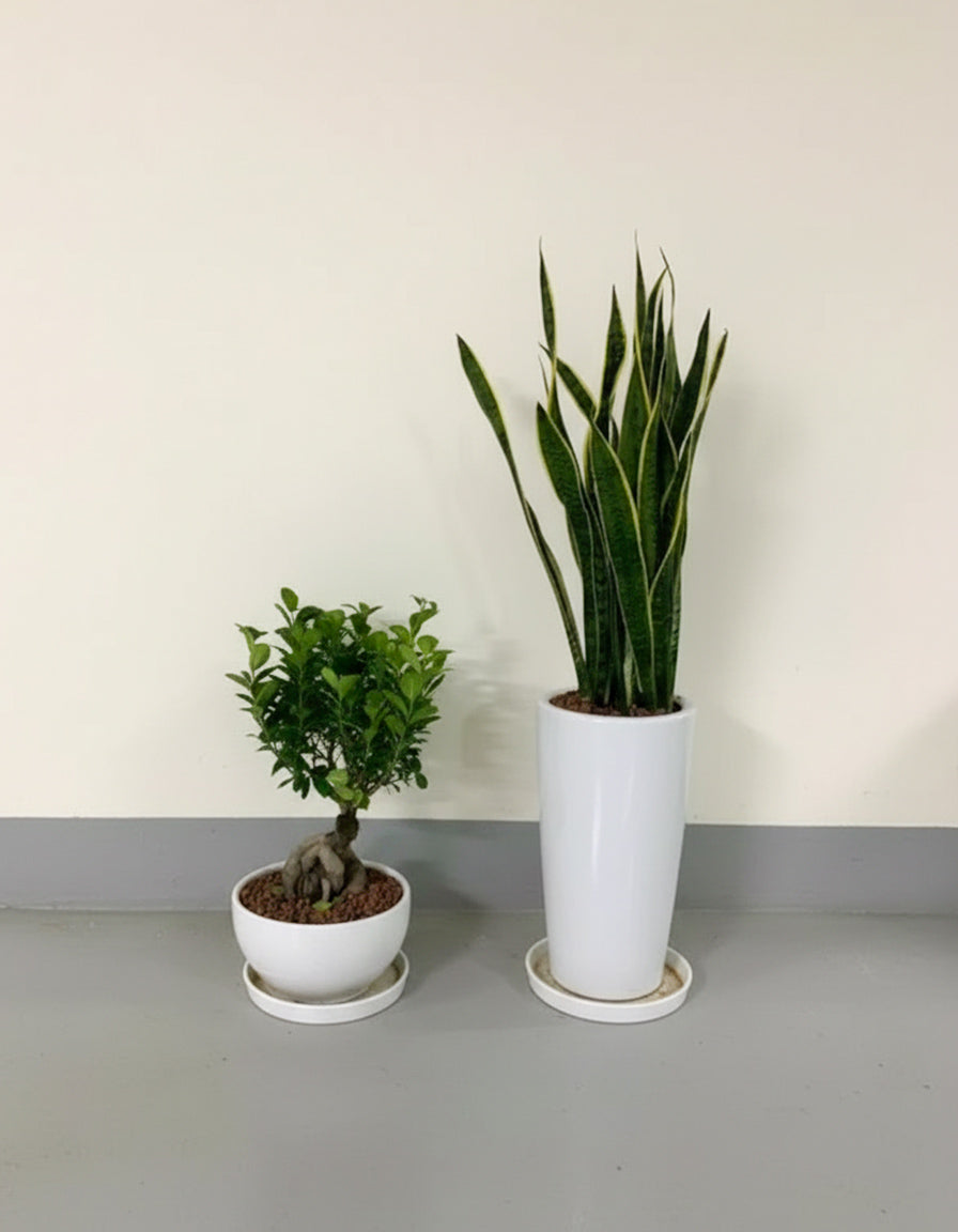 Snake & Bonsai Bundle