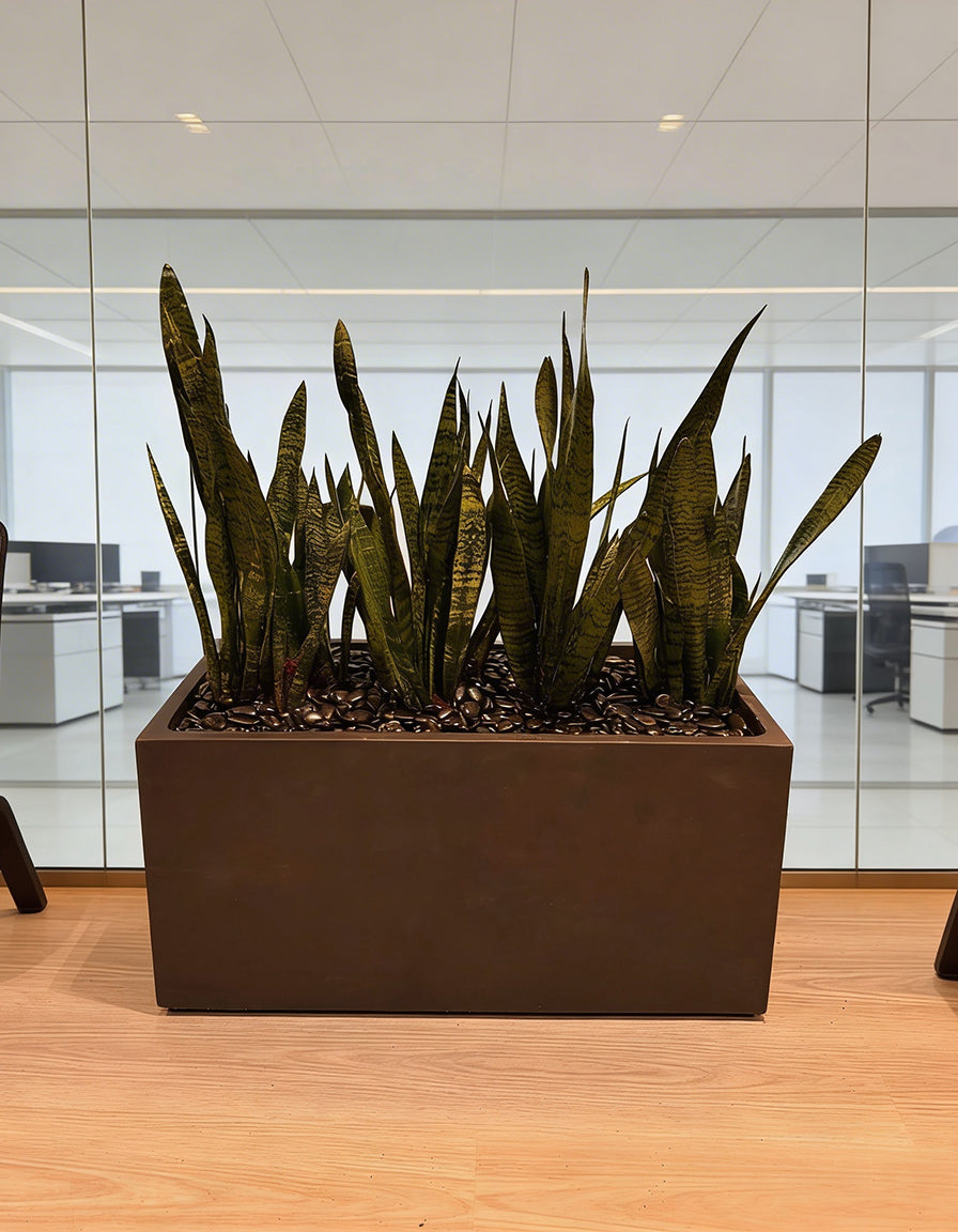 Snake Plant Arrangement - Fiber Rectangle