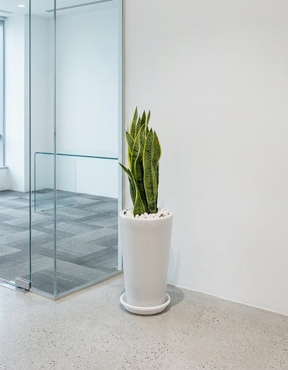 Snake Plant - Long Pot