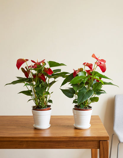 Table Top Bundle