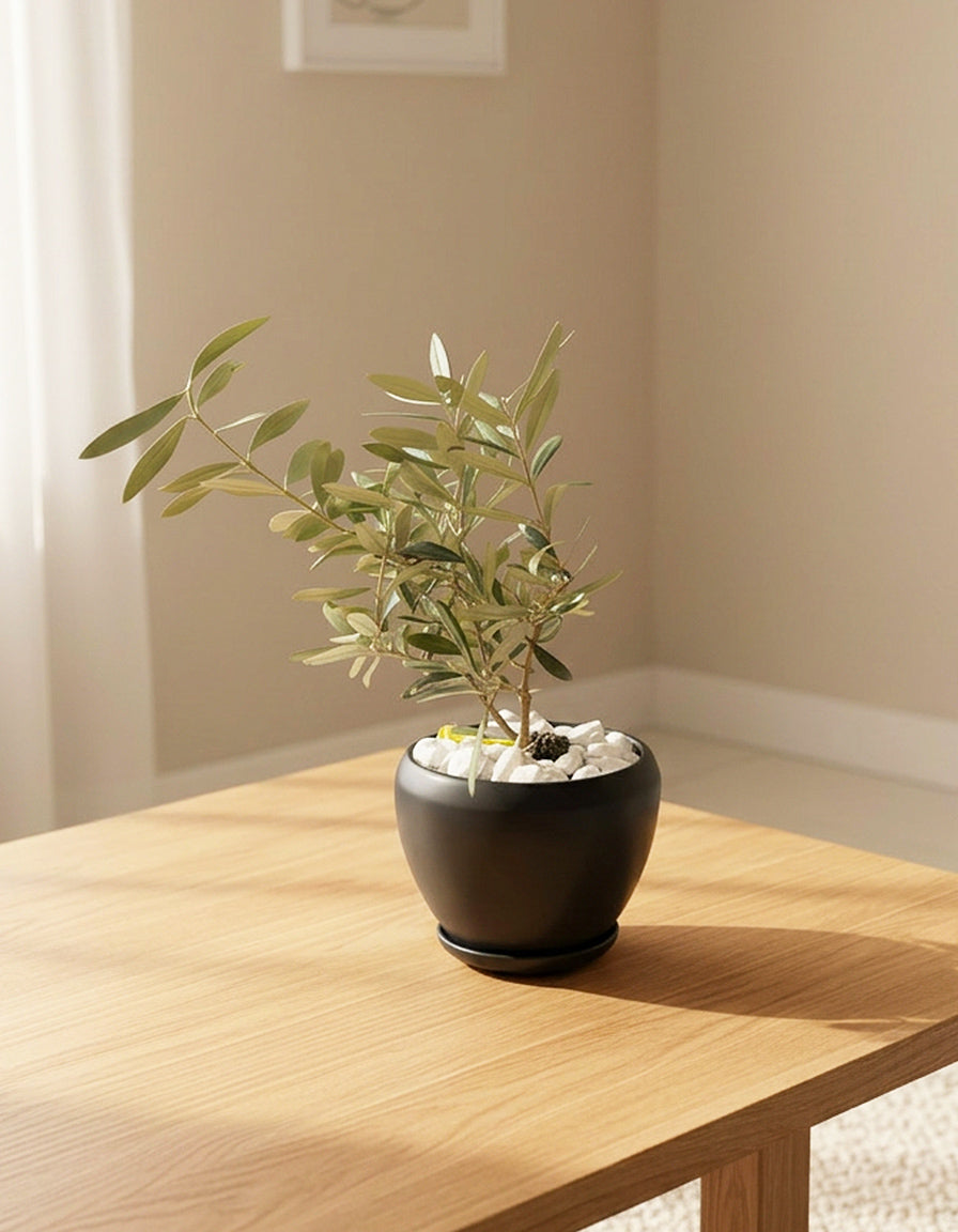 Table Top Olive - Ceramic Pot