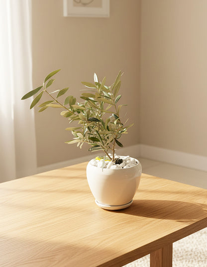 Table Top Olive - Ceramic Pot