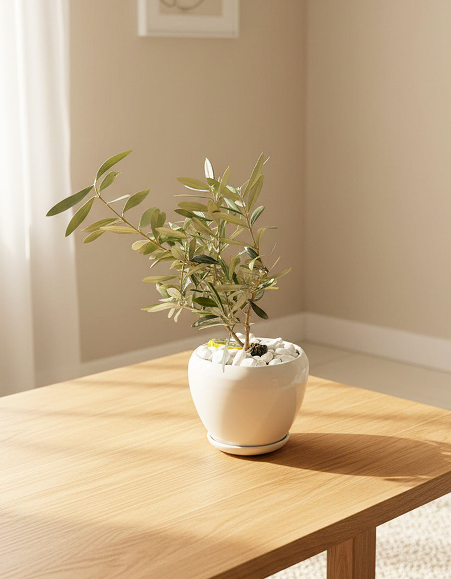 Table Top Olive - Ceramic Pot