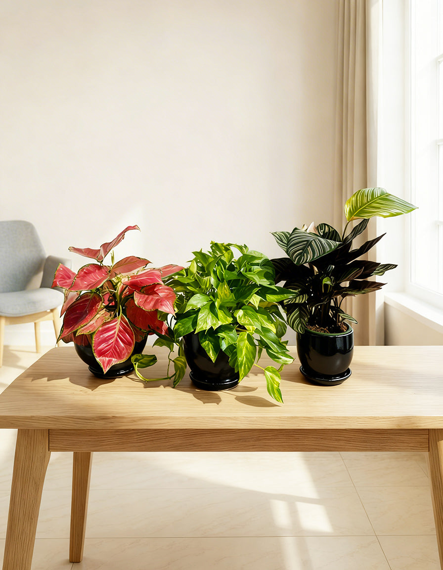 Table Top Plants Bundle of 3
