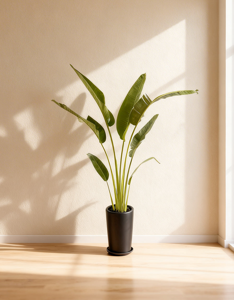 Travelers Palm - Long Pot