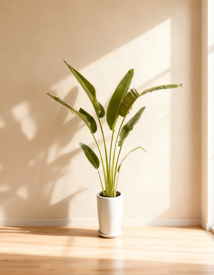 Travelers Palm - Long Pot