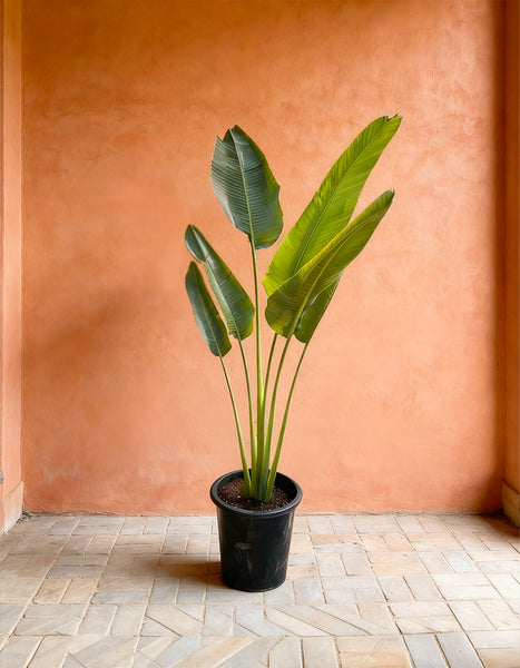 is travellers palm an indoor plant Travelers Palm