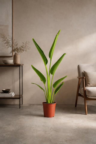Travelers Palm, product photo 1