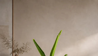 SG Care Macro — Travelers Palm — botanical detail from product photo