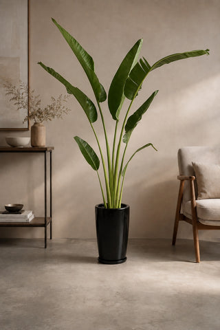 Travelers Palm with black planters