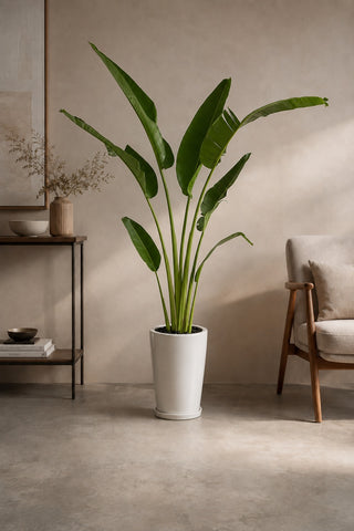 Travelers Palm with white planters