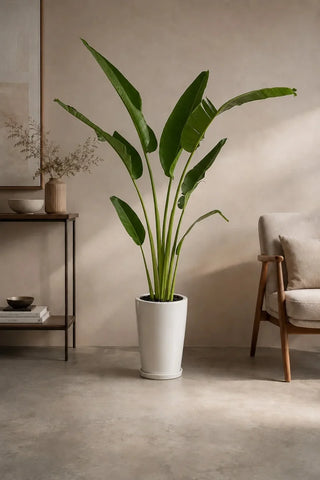 Travelers Palm with white planters