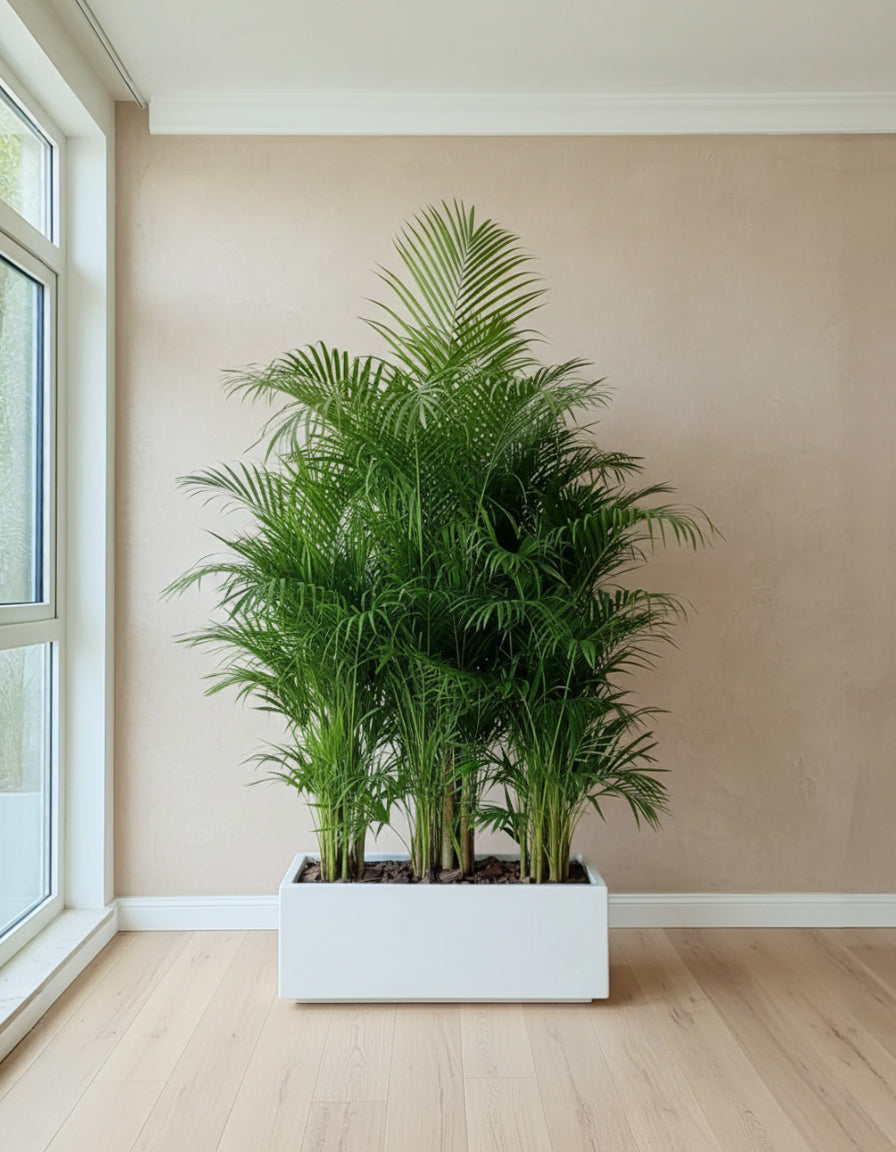 Tropical Arrangement - Areca Palm