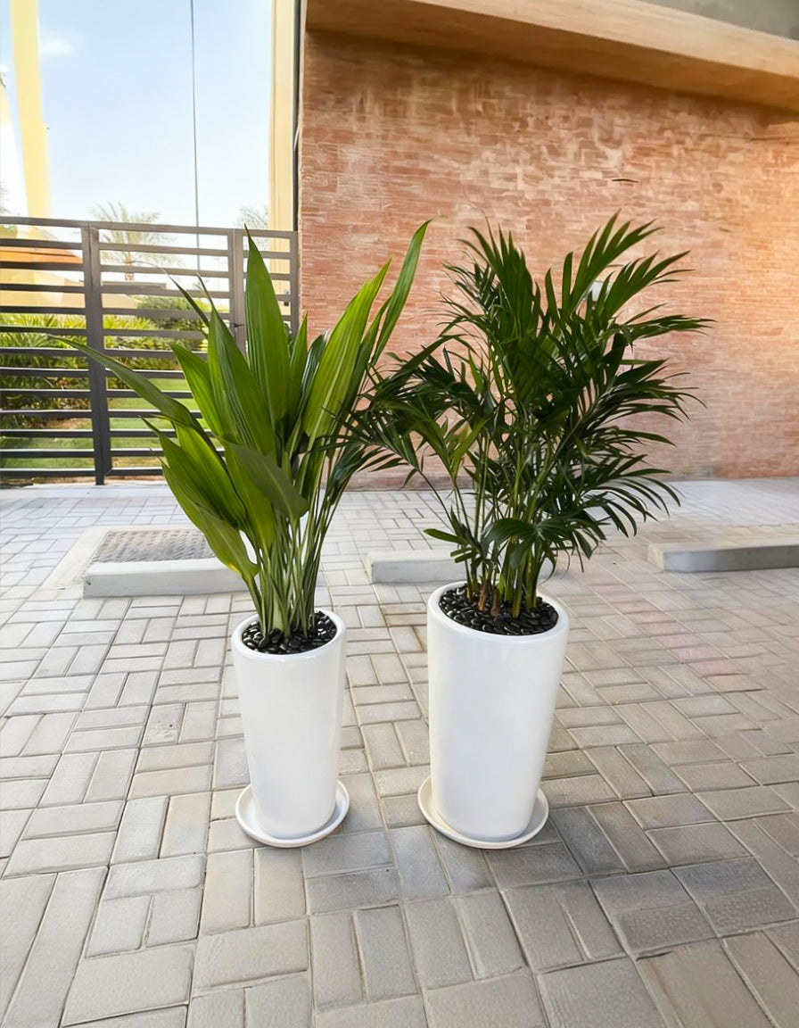 Tropical Indoor Bundle