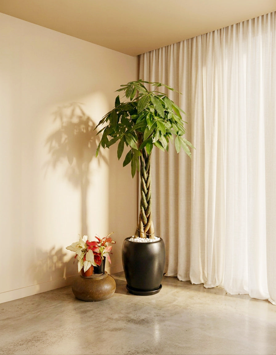 Twisted Pachira - Money Plant