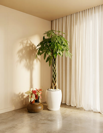 Twisted Pachira - Money Plant