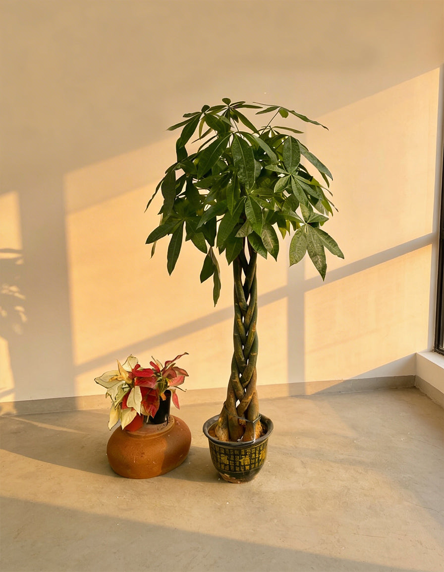 Twisted Pachira - Nursery Pot