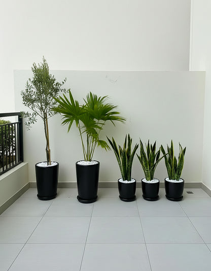 Ultimate Outdoor/Indoor Bundle of 5 Plants