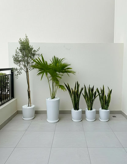Ultimate Outdoor/Indoor Bundle of 5 Plants