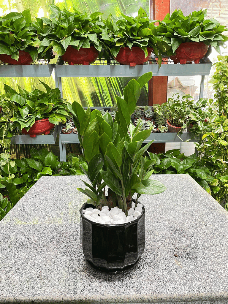 ZZ Plant - Table Top