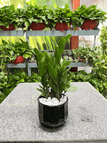 ZZ Plant - Table Top