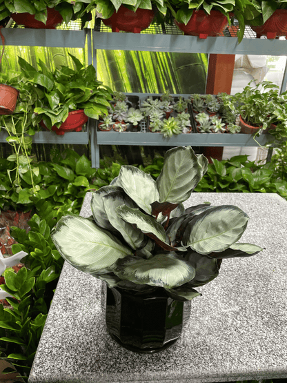 Calathea -  Table Top