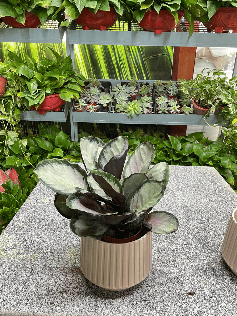 Calathea -  Table Top